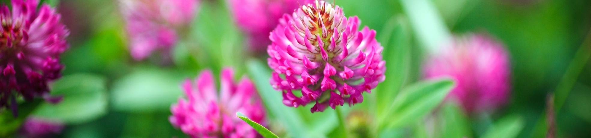 Trifoglio Rosso Caratteristiche E Usi - Foto 4